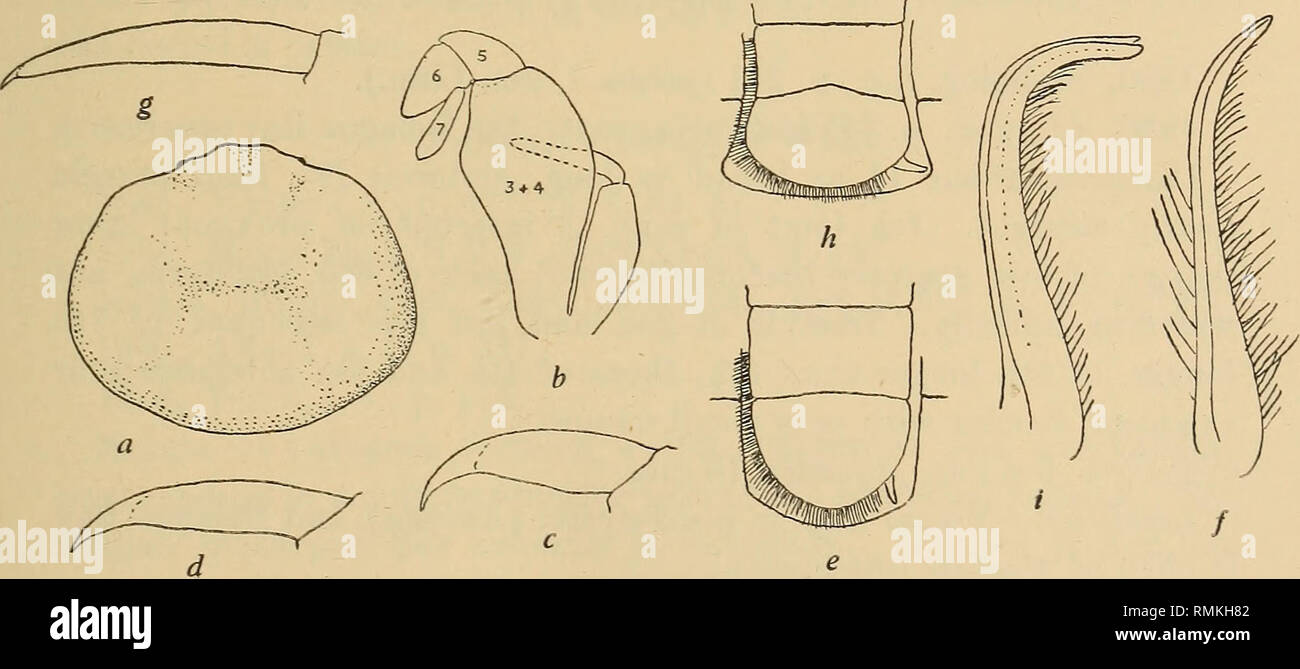 . Annalen der South African Museum = Annale van sterben Suid-Afrikaanse Museum. Natural History. Beschreibender Katalog der Südafrikanischen dekapoden Crustaceen. 79 Taste zum Südafrikanischen Arten. 1. Dactyls des 4. und 5. die Beine kaum mehr als die der 2. und 3 Beine. ........Dofleini. 2. Dactyls des 4. und 5 Beine deutlich länger als die der 2. und 3 Beine. . . . Sp. ?. Pinnotheres dofleini Lenz Abb. 16, a-f. 1904. Doflein, D. in der Tiefsee Exp., VI, S. 124, Abb. 10 Und pi. 37, Abb. 3, 4, $(Pinnotheres sp.). 1914. Lenz, Lenz und Struck, D. Slidpol Exp., XV, S. 281, Pi. 12, Abb. 17 - Stockfoto