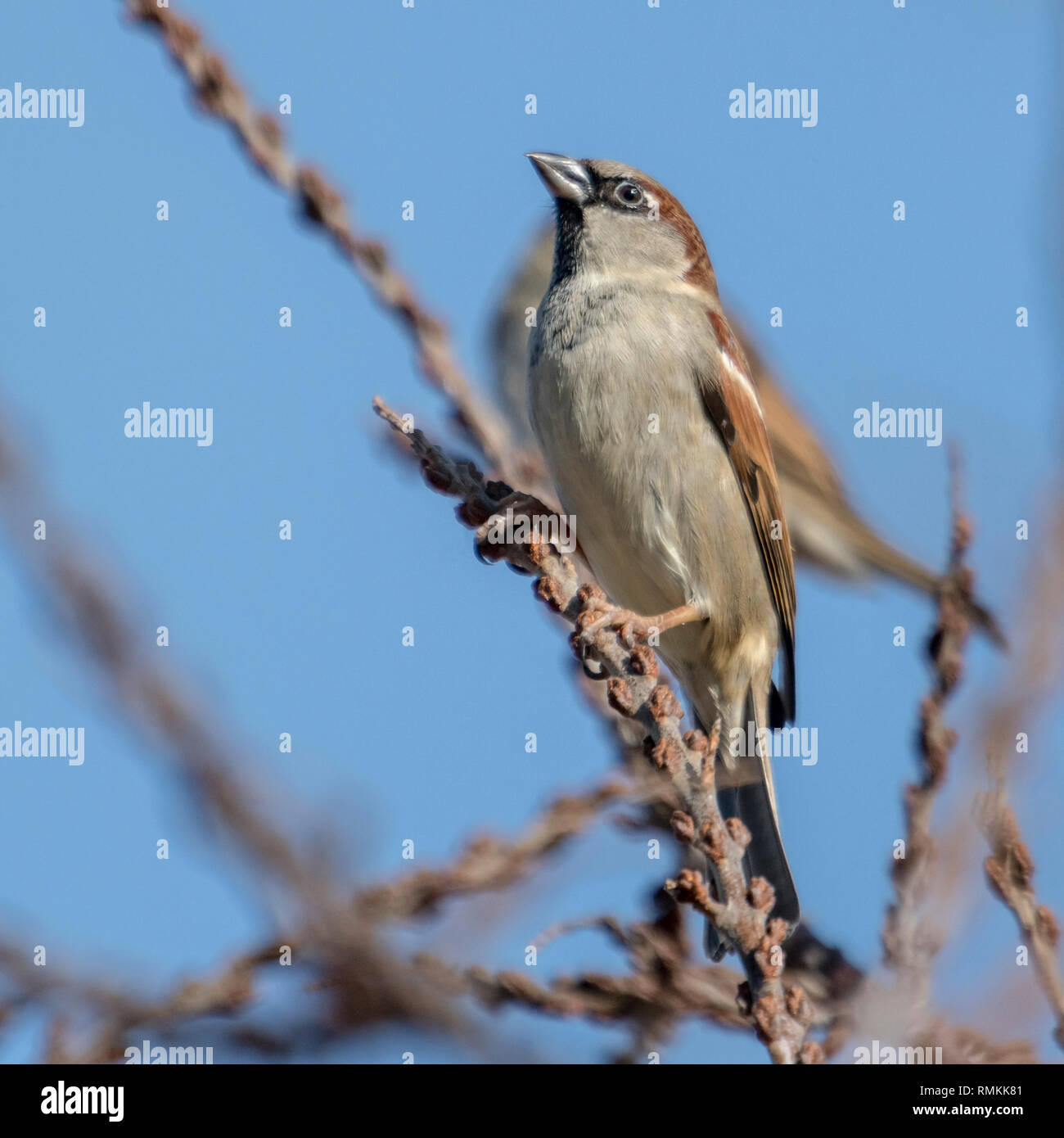 Little sparrow männlich Sucht interessiert, sitzt auf einem Zweig vor blauem Himmel Stockfoto