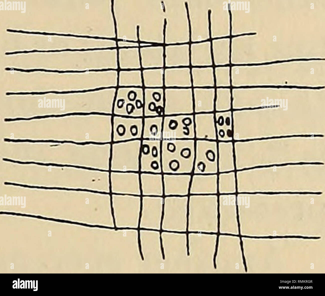 . Annalen der South African Museum = Annale van sterben Suid-Afrikaanse Museum. Natural History. Fossile Pflanzen aus Fort Grey in der Nähe von East London. 73. Sehr kleines Detail heraus gebildet werden können. Die Rinde ist dünn und glatt. Cork aufgetreten auf der Oberfläche. Es gibt keinen Beweis für das Vorhandensein der Harzkanäle. Es ist möglich, drei Arten von Holz zu unterscheiden. Der erste Typ, der sehr viel die häufigste, hat Parenchym unter den tracheiden zerstreut, ohne regelmäßige Anordnung. Die Strahlen im Querschnitt sind schmaler als die Tracheiden. Jahresringe sind nie eindeutig. Die tracheiden h Stockfoto