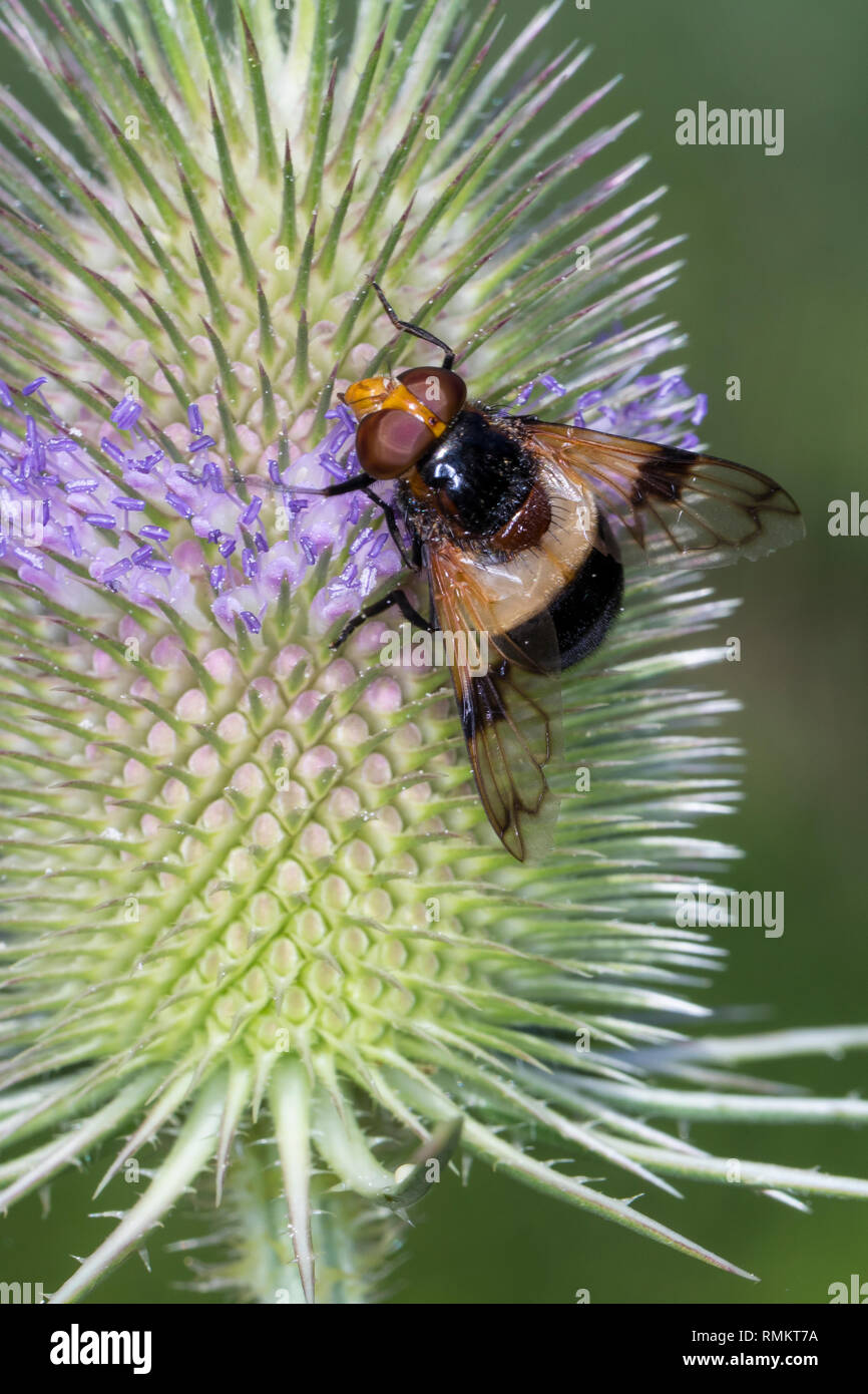 Gemeine Waldschwebfliege, Wald-Schwebfliege, Gemeine Hummel-Schwebfliege, Weißbindige Hummelschwebfliege, Hummelschwebfliege, Blütenbesuch eine Wilde Ka Stockfoto
