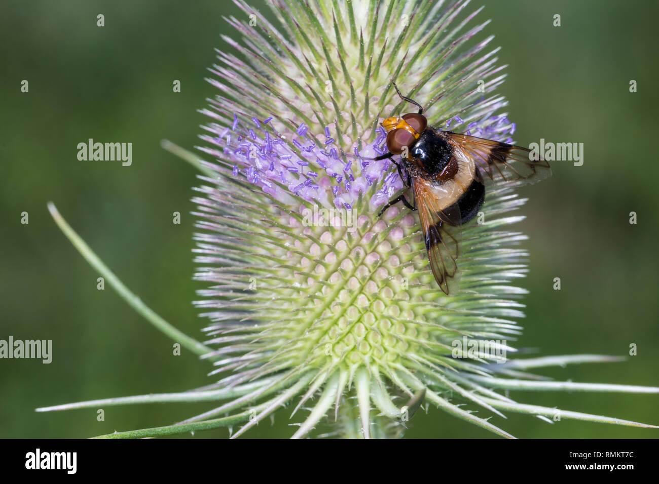 Gemeine Waldschwebfliege, Wald-Schwebfliege, Gemeine Hummel-Schwebfliege, Weißbindige Hummelschwebfliege, Hummelschwebfliege, Blütenbesuch eine Wilde Ka Stockfoto