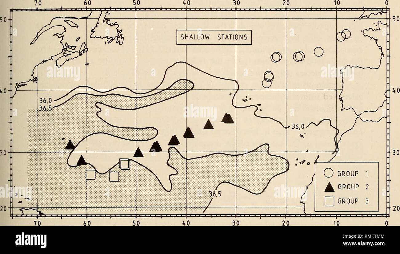 . Annalen der South African Museum = Annale van sterben Suid-Afrikaanse Museum. Natural History. Eine ZOOGEOGRAPHIC ANALYSE DER MYCTOPHIDAE 33 Die Gruppierungen für die seichte Langstrecken- stationen sowohl aus dem MT-1600 und dem IKMT Transekte wurden zusammengeführt und isohalines auf 200 m, von Wiist&amp; Defant (1936), wurden auf einer geografischen Grundstück (Bild überlagert. 13), um die Beziehungen zwischen diesen Gruppen und Salzgehalt aufzuklären. Die Beziehung der Gruppe 3 Stationen in der Region der hohen Salzgehalt ist ziemlich gut. Da die Linse von 40 30 20 j-^ Ich. Ich? ? . Ich? ? ? ? Ich? ? ? ? Ich. Abb. 13. Stockfoto