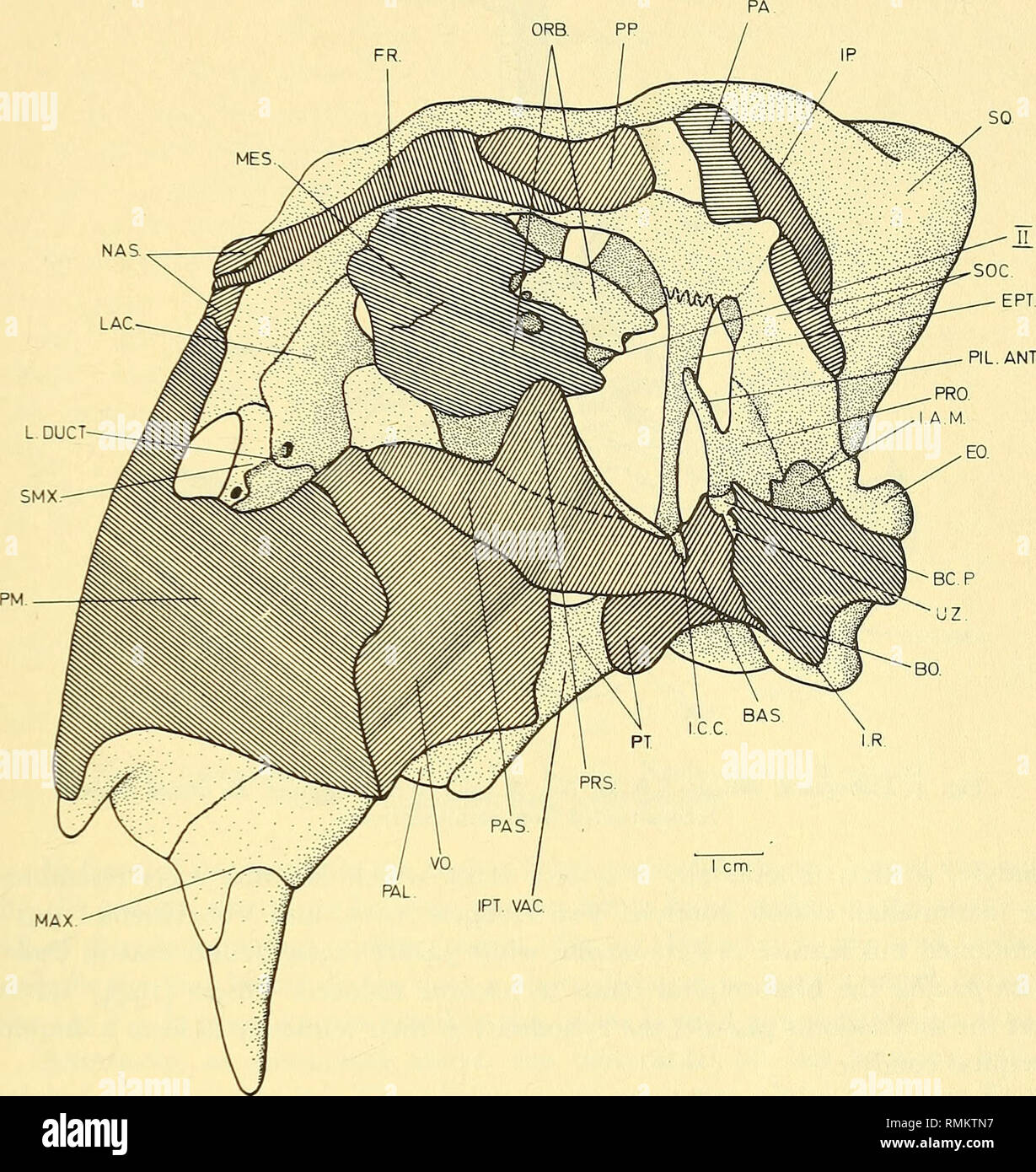 . Annalen der South African Museum = Annale van sterben SuidAfrikaanse