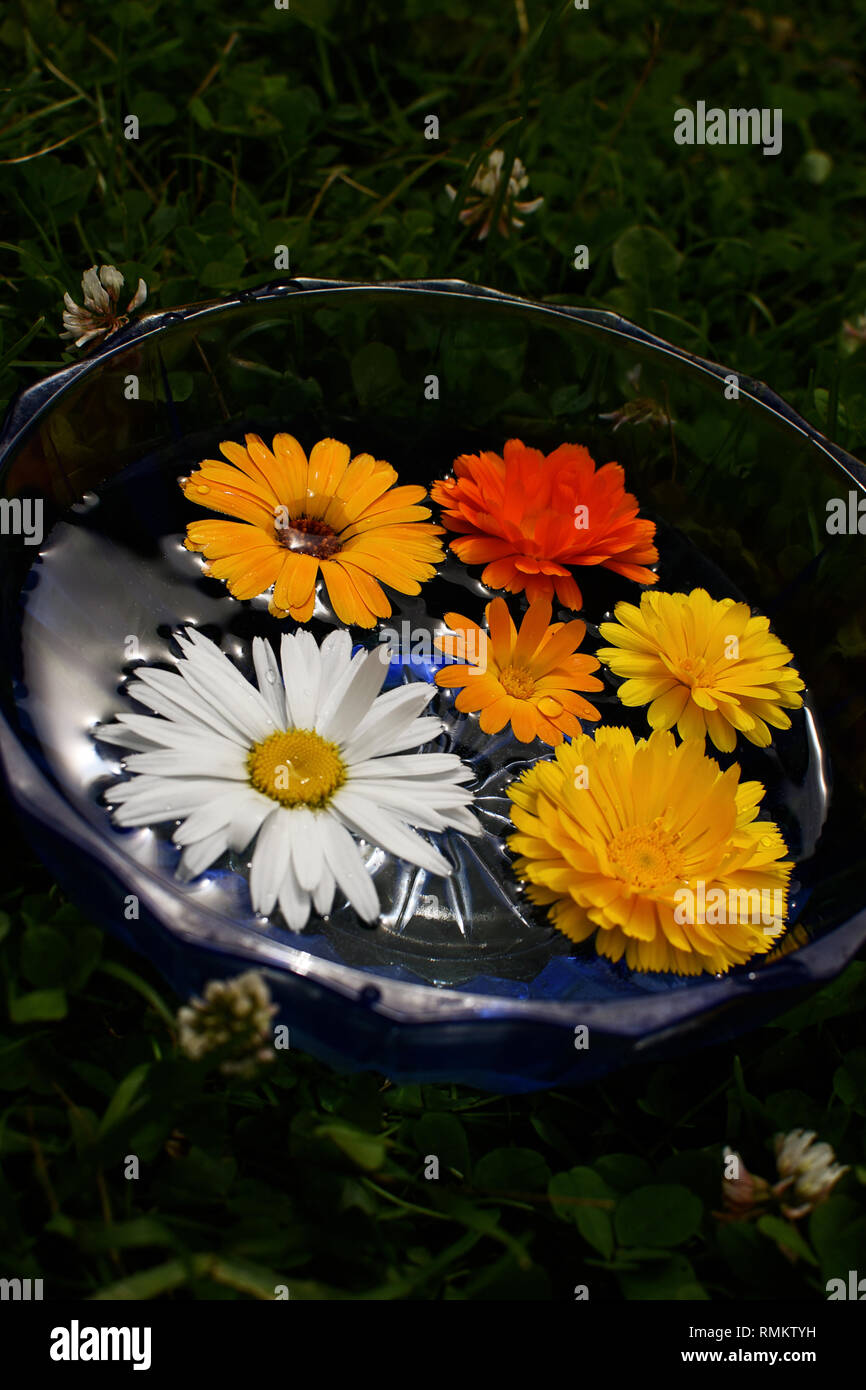 Blumen in blauer Schale, Blumen im Wasser auf Natur Hintergrund Stockfoto