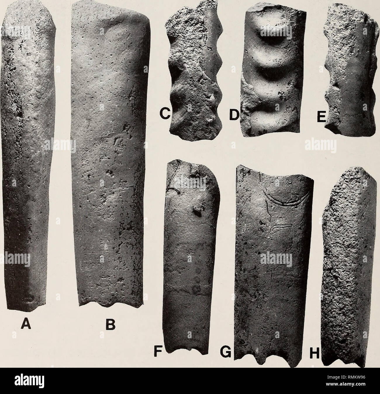 . Annalen der South African Museum = Annale van sterben Suid-Afrikaanse Museum. Natural History. 16 ANNALEN DER SOUTH AFRICAN MUSEUM (= IE. Simplex). Balan 1982: 209, Pi. 19 (Abb. 5-7). Kennedy 1986 a: 58, Pi. 11 (Abb. 12-14), Pi. 12 (Bild 7-11), text-Feigen 3 e-h, 7a-c. Kennedy 1986 c: 189, Pi. 20 (Abb. 2), Pi. 28 (Abb. 3, 11-13, 19-23), text-Abb. llc - d. Kennedy 1986 rf, Abb. lOn-o. Gemeinde &Amp; Kennedy 1993: 52, Abb. 45.2. Typ. Die Klägerin, die von Howarth (1965: 365, Pi bezeichnet. 5 (Abb. 5)) von 'Normandie', 32573 BMNHC. Vorkommen. Obere Maastrichtium, Dänemark (als B. valognensis durch Birkelund 1979: 53), C Stockfoto