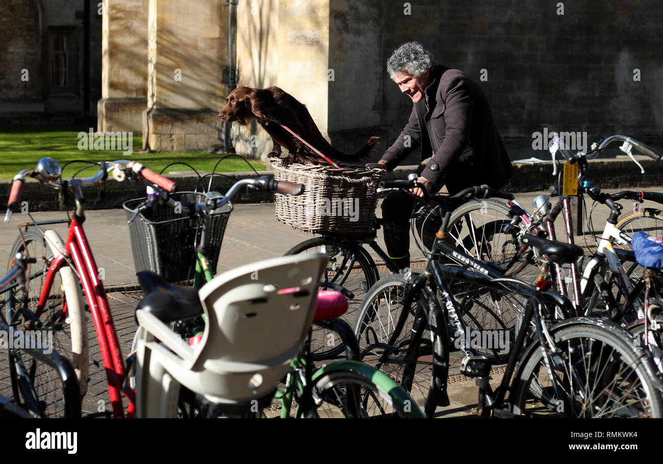 Ein Cocker Spaniel hund Fahrten im Weidenkorb auf der Vorderseite ein Fahrrad als Mann Zyklen durch das Zentrum von Cambridge. Stockfoto