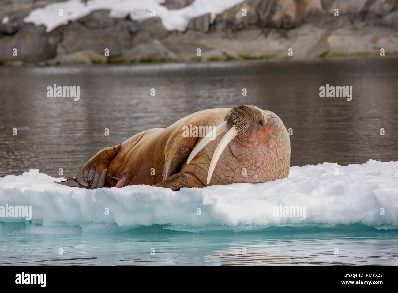 Atlantischen Walross (Odobenus rosmarus rosmarus) auf Eis. Dieses große, gesellige relative der Dichtung hat Stoßzähne, die einen Meter Länge erreichen kann. Beide Stockfoto