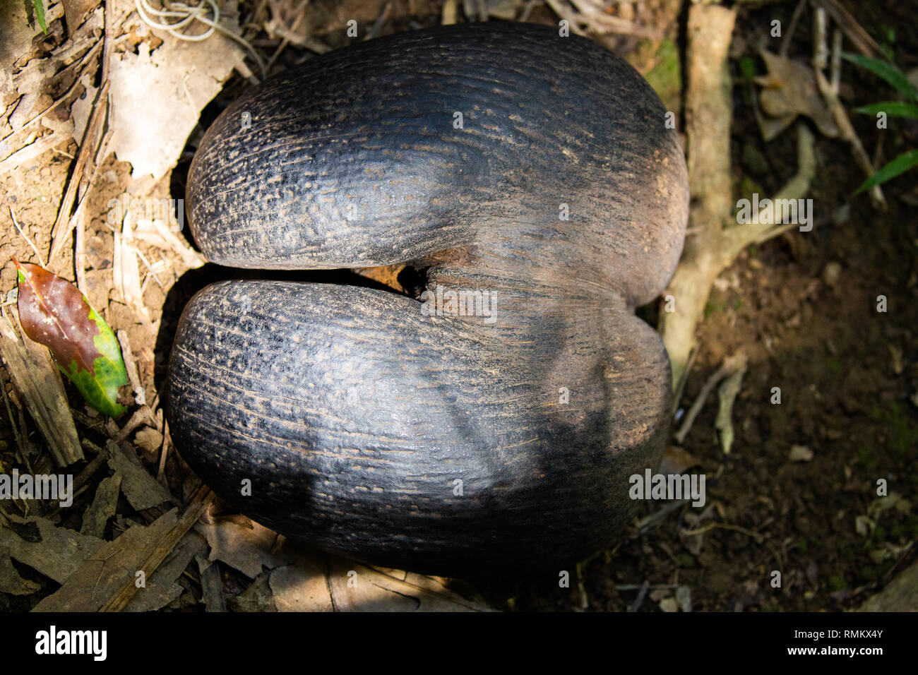 Coco de Mer Samen (Lodoicea maldivica). Dies ist das größte und schwerste Samen der Welt. Es kann bis zu 30 Kilogramm wiegen. In der Seyche fotografiert. Stockfoto