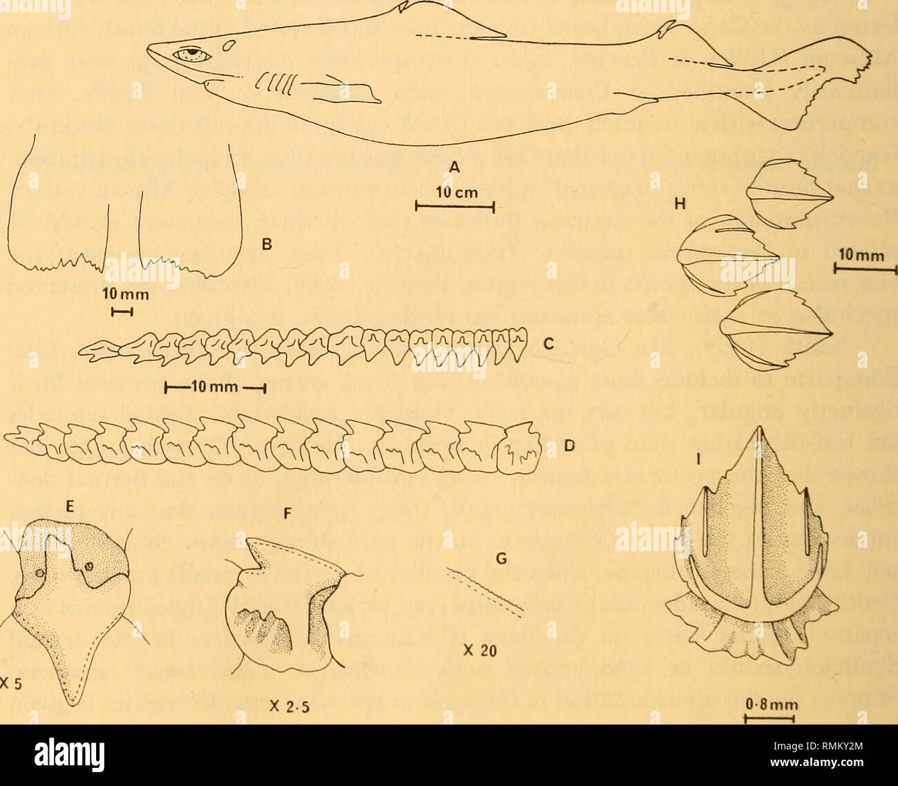 . Annalen der South African Museum = Annale van sterben Suid-Afrikaanse Museum. Natural History. 266 ANNALEN DER SOUTH AFRICAN Museum einen interessanten Punkt, der von der Probe montiert (SAM 17161), die aus trawled war die Westküste von Südafrika im Jahr 1925 angehoben wird. Dieses Exemplar wurde als Centroscymnus fuscus Gilchrist &Amp; Von Bonde von Barnard, vermutlich nach einem Vergleich mit der einzigen Art Muster in der Sammlung des Govern- ment Marine Übersicht gekennzeichnet. Der Typ ist nicht dargestellt, aber von Gilchrist & Amp; Von Bonde (1924: 3) darauf hin, dass die 'Winkel [der Brustflosse behindern ist] Abgerundet'. Un Stockfoto