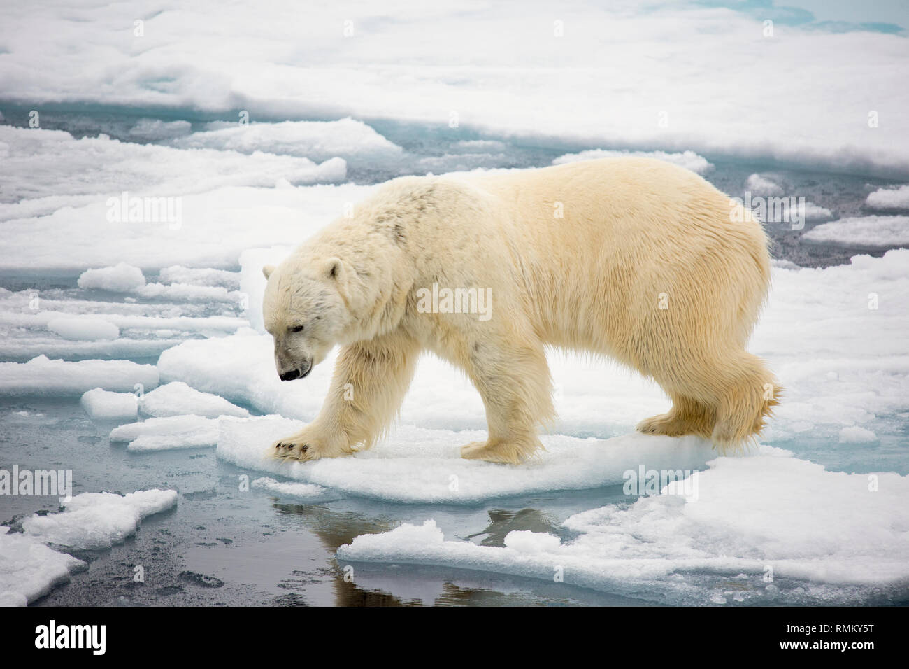 Ein Eisbär (Ursus maritimus) Jagd Dichtungen auf faulen Meereis im Norden von Spitzbergen, Svalbard nur 500 Kilometer vom Nordpol. Climat Stockfoto