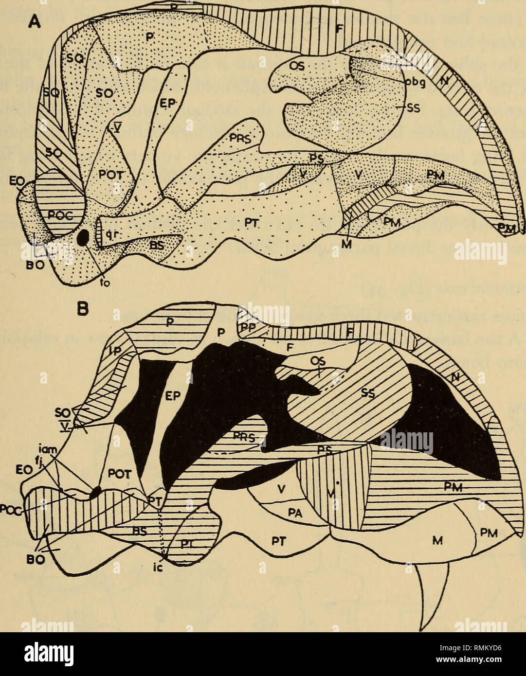 . Annalen der South African Museum = Annale van sterben Suid-Afrikaanse Museum. Natural History. BASICRANIAL BRAINCASE, Achse, MEDIAN SEPTUM IN DER DINOCEPHALIA 26 ICH Die fenestra ovalis Der basioccipital deutlich über dem unteren Rand durchbohrt, hier durch den starken basioccipital tubera gebildet. Die epipterygoid hat eine ziemlich kurze Fußplatte ruht auf dem Lateralis und die basisphenoid am basipterygoidal Prozess. Ihr aufsteigender Prozess, der ist ziemlich schlank ist etwas vorher gerichtet und erfüllt die unter der Oberfläche der Parietalen. Das Quadrat des Ramus lateralis ist gering und schwach.. Abb. 53 Stockfoto