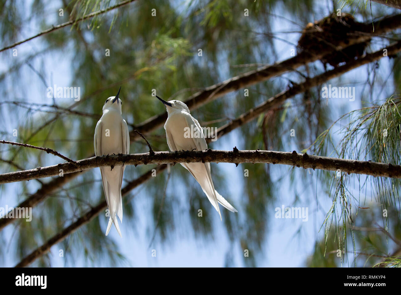 Zwei Weiße tern oder Weiß Feenseeschwalbe (Gygis alba) in einen Baum. Auf Cousine Island fotografiert, auf den Seychellen, einer Gruppe von Inseln nördlich von Madagaskar ich Stockfoto