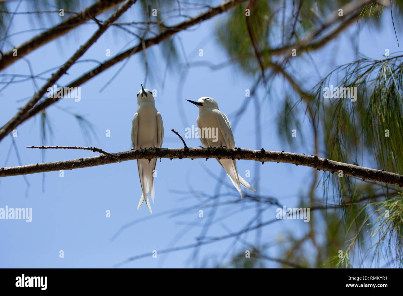 Zwei Weiße tern oder Weiß Feenseeschwalbe (Gygis alba) in einen Baum. Auf Cousine Island fotografiert, auf den Seychellen, einer Gruppe von Inseln nördlich von Madagaskar ich Stockfoto