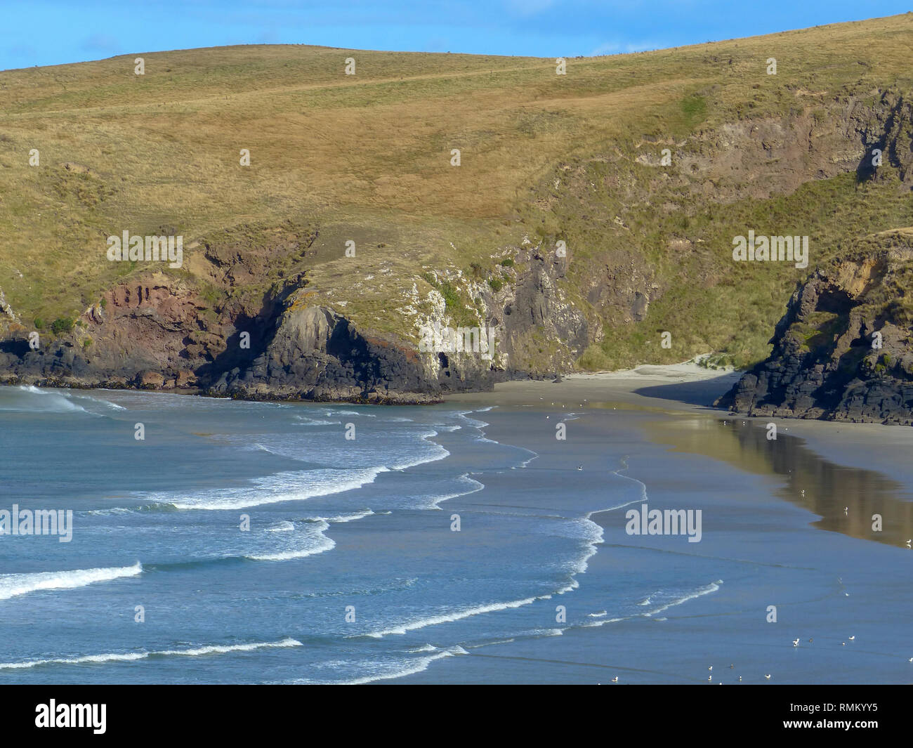 Neuseeland Seelöwen (Phocarctos hookeri) Kolonie am Sandy Bay, Enderby Insel Inseln, Auckland, Neuseeland. In Mar fotografiert. Stockfoto