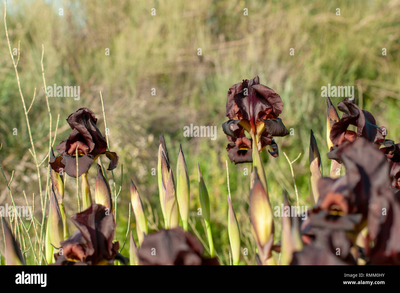 Küsten Iris oder Lila Iris (Iris atropurpurea) Diese Iris endemisch auf Israel Phitigraohed in Ness Ziona, Israel im Februar ist Stockfoto
