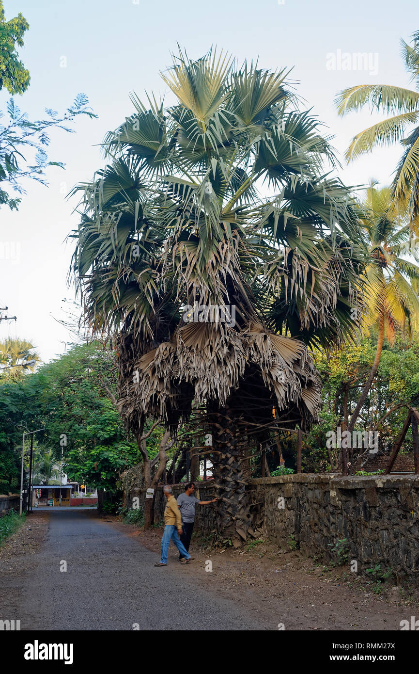 Sabal palm tree -Fotos und -Bildmaterial in hoher Auflösung – Alamy
