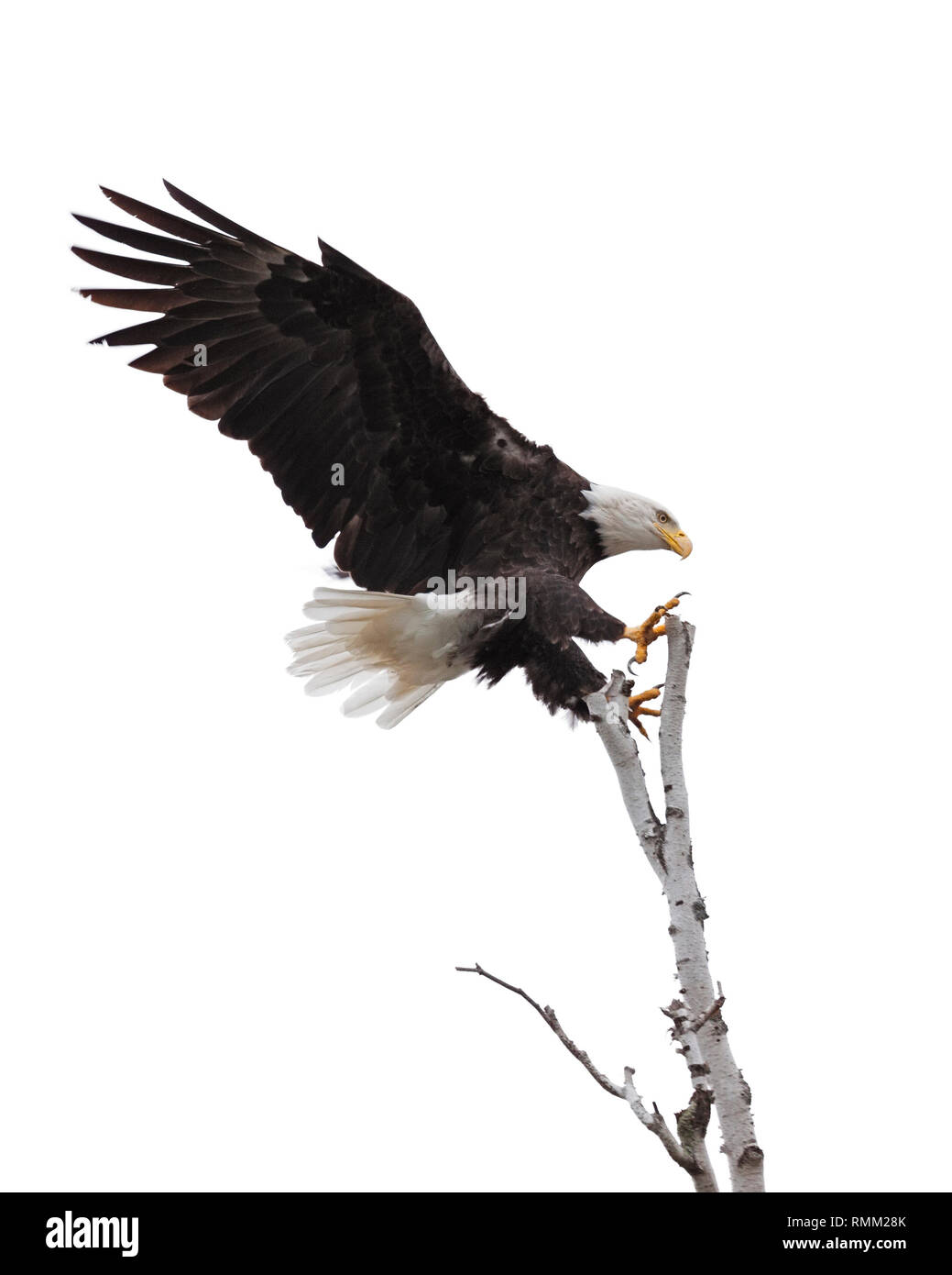 Flügel und Klauen Verbreitung weit geöffnet, ein Weißkopfseeadler ist Laser bei der Landung an der Spitze einer Birke. Weißer Hintergrund Stockfoto