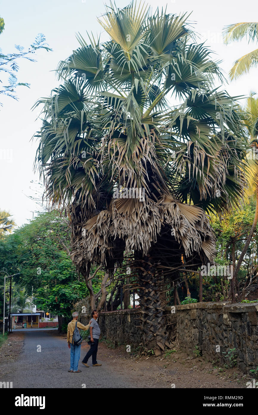 Sabal palm tree -Fotos und -Bildmaterial in hoher Auflösung – Alamy