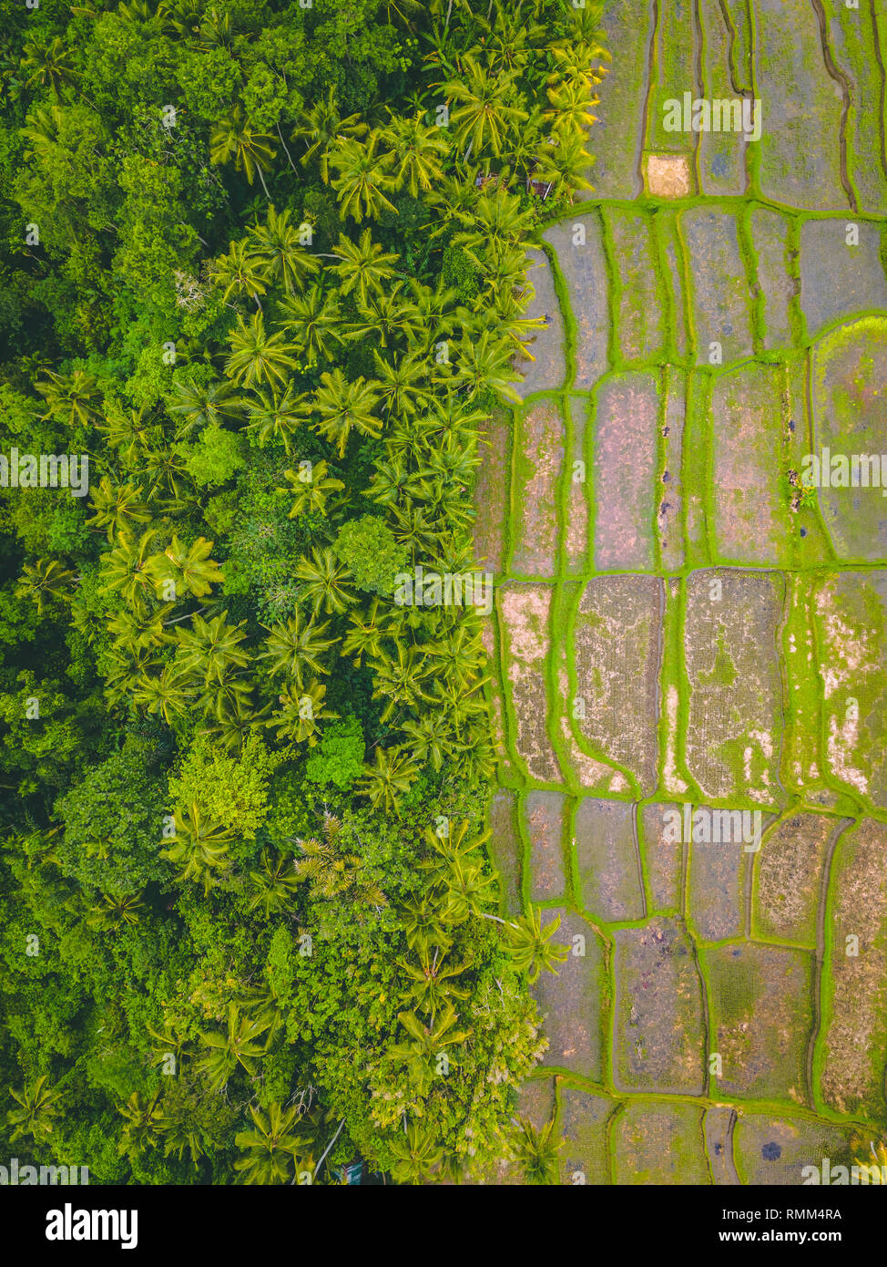 Vertikale Luftbild von Reisfeldern und Palmen in Ubud, Bali, Indonesien Stockfoto