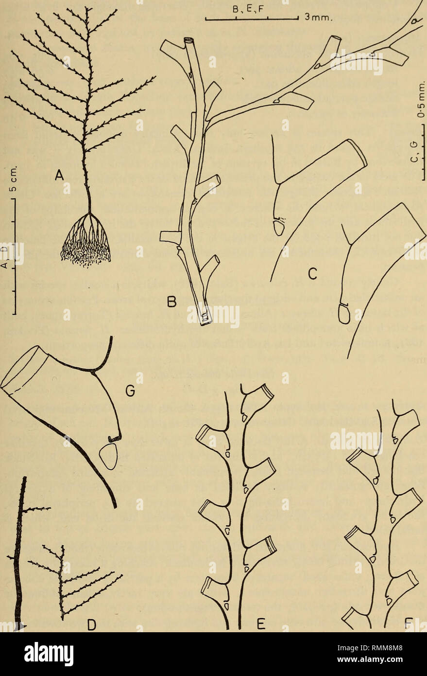 . Annalen der South African Museum = Annale van sterben Suid-Afrikaanse Museum. Natural History. Hydroiden AUS DEM SÜDWESTLICHEN INDISCHEN OZEAN 177. Abb. 3. Hincksella. A-C. Hincksella echinocarpa (Allman) aus. ABD 16 A. A, ein ganzen Stiel; B, der einen Teil einer fascicled Stamm, Herkunft der hydrocladium; C, zwei hydrothecae aus verschiedenen Stämmen. D-G. Hincksella Indiana, n. sp., von der holotypus. D, zwei Teile der Stammzellen; E und F, Alt und Jung Teile des hydrocladia beziehungsweise; G, ein hydrotheca.. Bitte beachten Sie, dass diese Bilder aus gescannten Seite Bilder, die digital enhanc wurden extrahiert werden Stockfoto