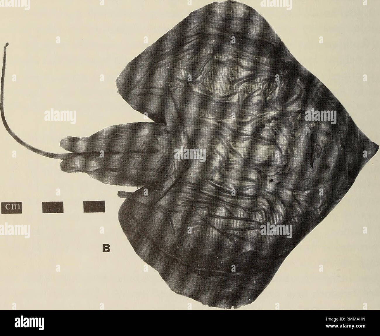 . Annalen der South African Museum = Annale van sterben Suid-Afrikaanse Museum. Natural History. Abb. i. Anacanthobatis marmoratus Von Bonde & Amp; Swart. LEGTOTYPE (RUSI 662). A. Dorsalansicht; B. ventralen anzeigen.. Bitte beachten Sie, dass diese Bilder sind von der gescannten Seite Bilder, die digital für die Lesbarkeit verbessert haben mögen - Färbung und Aussehen dieser Abbildungen können nicht perfekt dem Original ähneln. extrahiert. South African Museum. Kapstadt: Das Museum Stockfoto