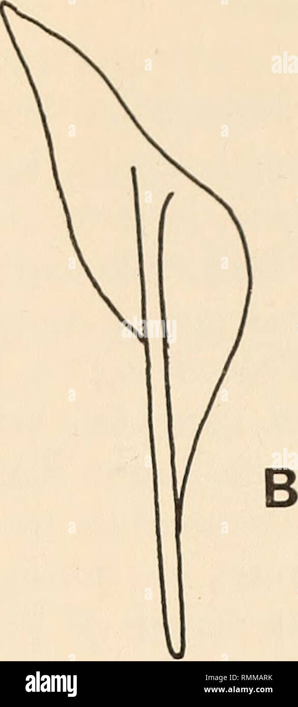 . Annalen der South African Museum = Annale van sterben Suid-Afrikaanse Museum. Natural History. 20 mm. ^ Abb. 2. 26308 Macrorhamphosodes uradoi (SAM). A. maxillaris Links Premaxillaries; B.; c. unteren Zähne (Dorsalansicht); D. in der unteren Zahn (senkrechte Querschnitt). Beschreibung des Materials (uradoi Macrorhamphosodes Kamohara, 1933) Halimochirus uradoi Kamohara, 1933: 392, Abb. 1-3. Macrorhamphosodes uradoi: Kamohara, 1937: 7, pi.i, Abb. 2; 1938: 43; 1952: 61; 1958: 51; a: 5; 1961^: 39, Pi 1961. 39, Abb. 5; 1964: 67. Fraser-Brunner, 1950: 5. Tomiyama&amp; Abe, 1958: 29, Abb. Tyler, 1968: 194, Abb. 73-79 Stockfoto