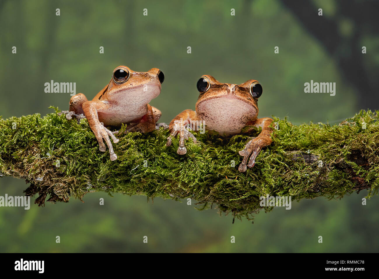 Eine Nahaufnahme stdy von ein paar Golden Tree frogs auf einem dicken Ast sitzend Flechten bedeckt Stockfoto