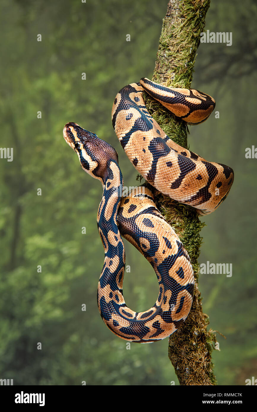 Eine junge royal Python um einen Baum mit dem Kopf nach oben gewickelt Stockfoto