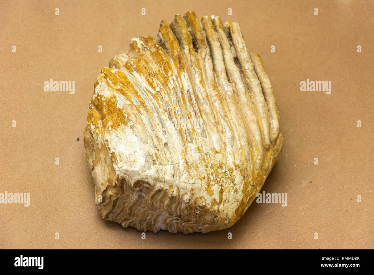 Nahaufnahme von Mammut Zahn. Stockfoto