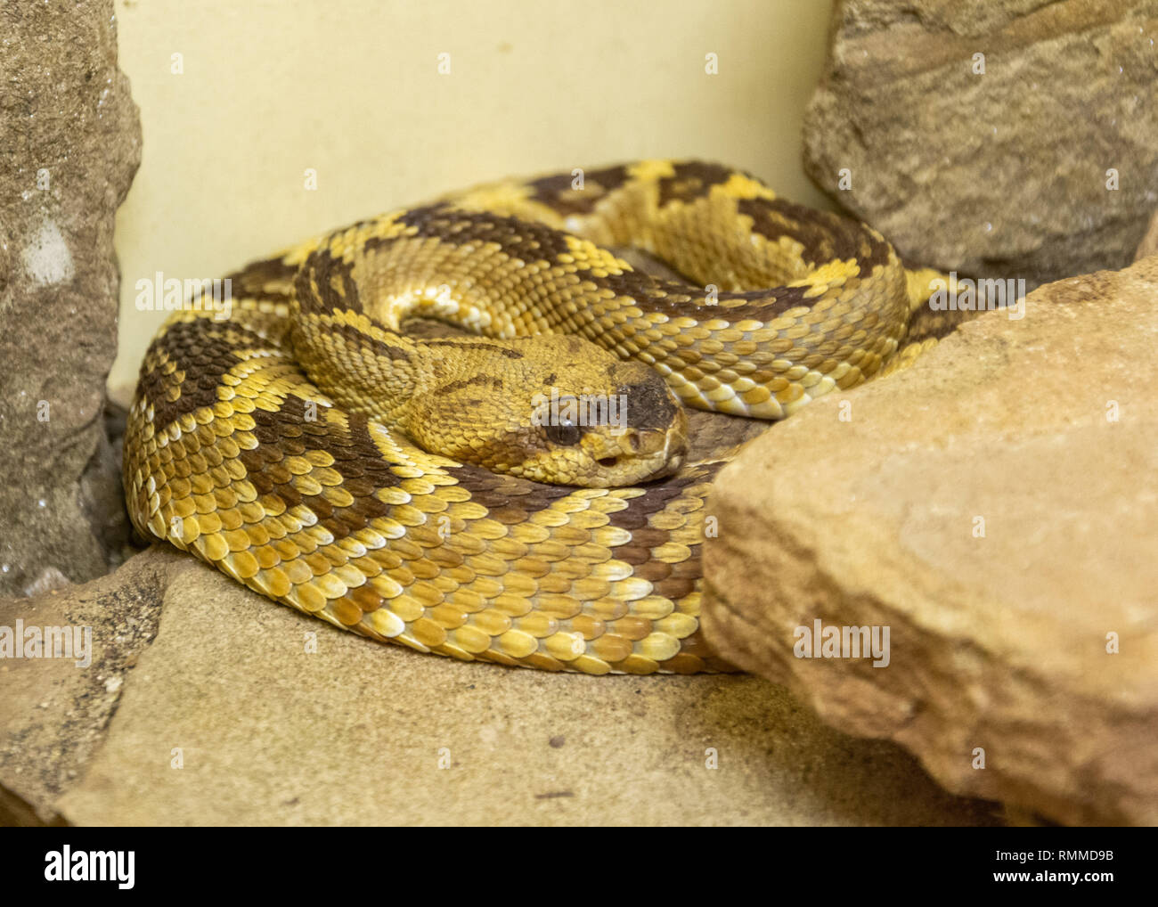 Schwarz-tailed Klapperschlange (Crotalus molossus) unter den Felsen Stockfoto