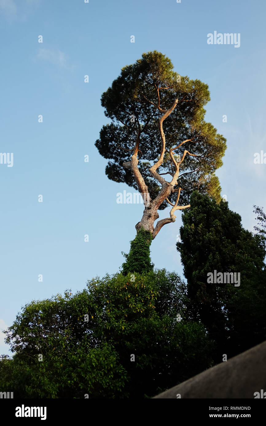 Die alte Kiefer mit einer rauhen relief Rinde und dicke Äste gegen den blauen Himmel. Ansicht von unten. Stockfoto