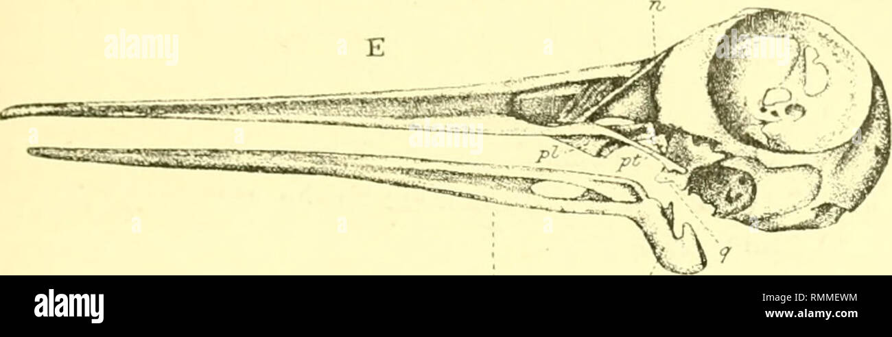 . Annalen des Carnegie Museum. Carnegie Museum; Carnegie Museum of Natural History; Natural History. SiniKi. Nr: () srK ("i, ii; v &Lt;"!? Iiii", I, imic () I, k. 41 ist sehr]) C (uliar in die Waldschnepfe, für von einem Durchschnittseinkommen lamelliform]) spät zwischen den Nasenlöchern es schwillt allmählich unter dem CULMEN wie es geht auf der Vorderseite dieser Öffnungen, dann bald wieder Verträge mit den engen und llattened median Prozess des premaxil zu verschmelzen-lary, in der Nähe der Juni ture von den vorderen und mittleren Drittel von diesem Teil des Hügels. Die Ilelow dentary Prozesse Der jjremaxil-lary Arc dünn und h Stockfoto