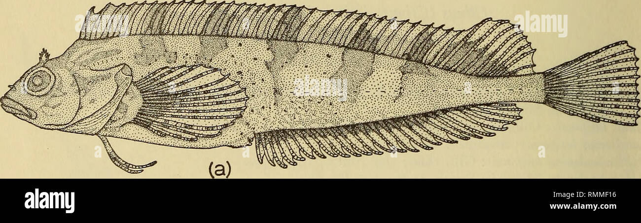 . Annalen der South African Museum = Annale van sterben Suid-Afrikaanse Museum. Natural History. 54 ANNALEN DER SOUTH AFRICAN MUSEUM kurze separate horizontale Rohre mit Pore an beiden Enden (Abb. 20 (d)). Intro - mittent Organ des Männlichen mit mäßig langen basalen Teil und geschwollen ensheathed durch Paar große, abgeflacht ventralen Lappen und kleine abgeflachte dorsalen lobe. Drei Lappen an der Basis der Orgel, zwei seitliche abgerundet und einer Dorsalen abgeflacht lobe (Abb. 20 (c)). Färbung. Rosa Braun mit schwachen unregelmäßige dunkler Mottling und Stückgröße. Lamellen weißlich, dorsal mit ca. sieben dunklen Kreuz bars n Stockfoto