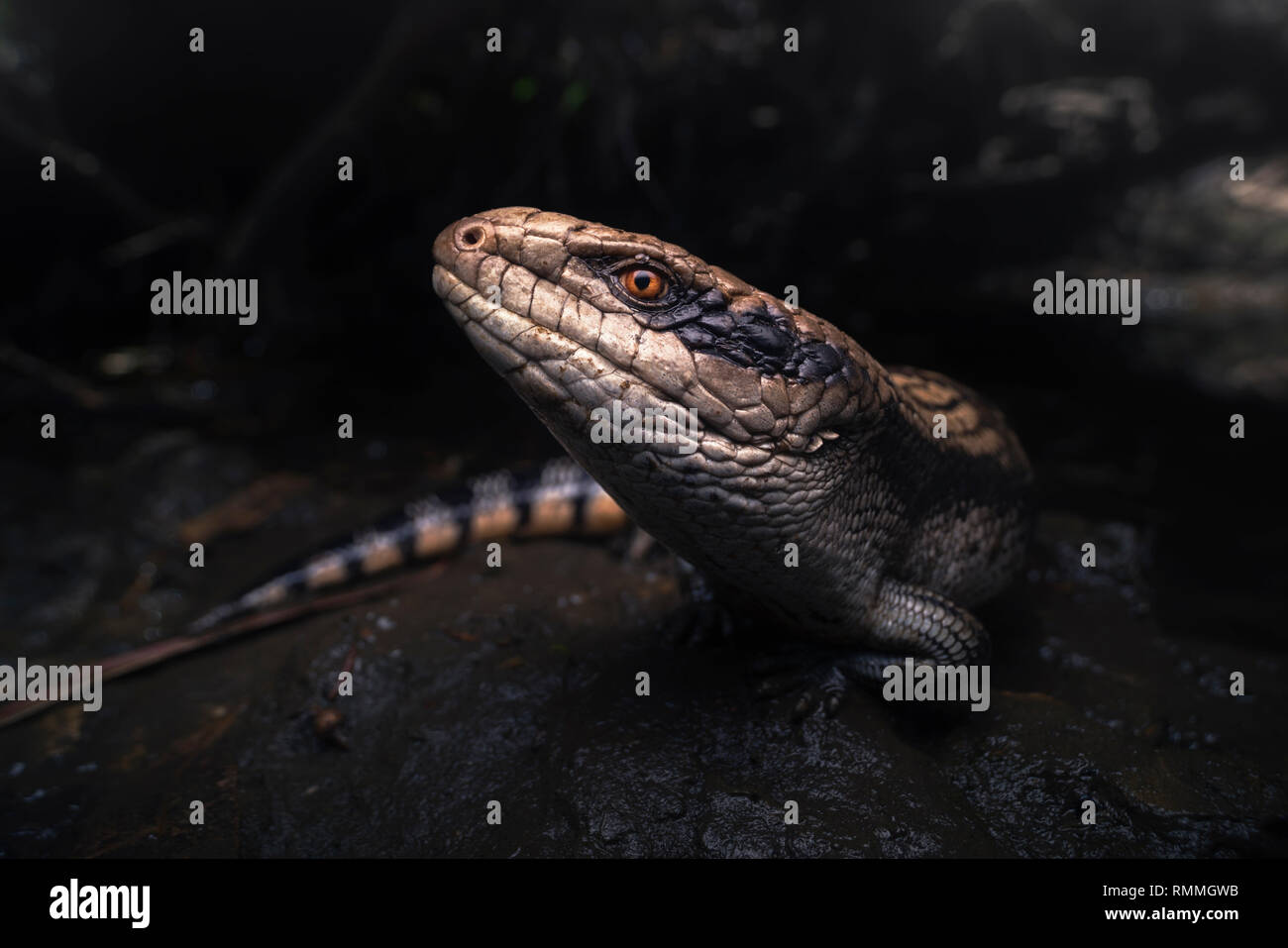 Tiliqua scincoides Fotos und Bildmaterial in hoher Auflösung Alamy