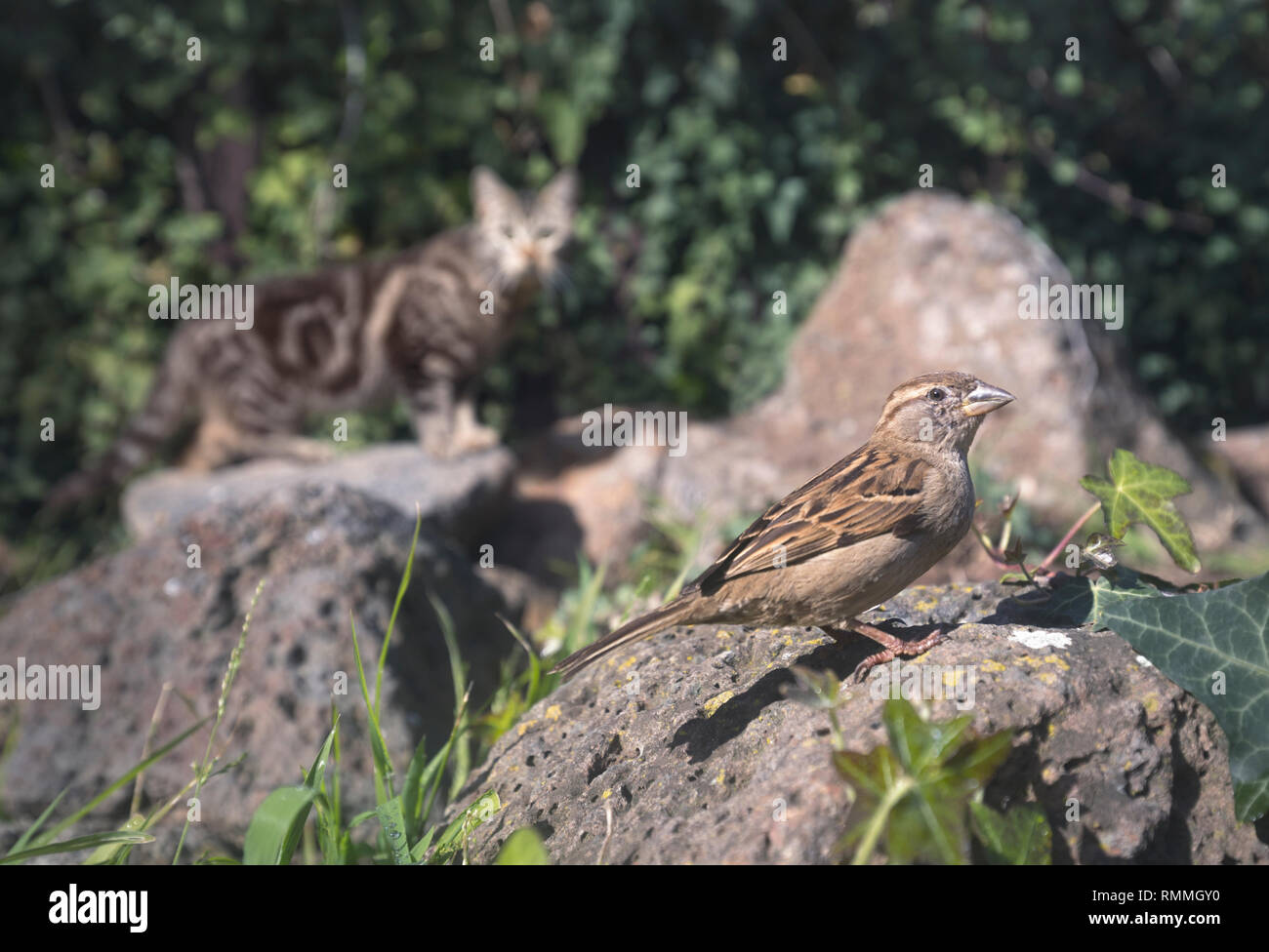 Katze in ein Spatz suchen, Australien Stockfoto