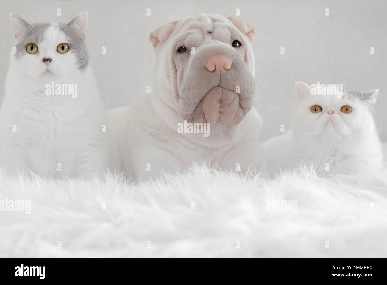 Shar pei Welpenhund liegt auf einem Bett neben einer britischen Kurzhaarkatze und einem exotischen Kurzhaarkatzen Stockfoto