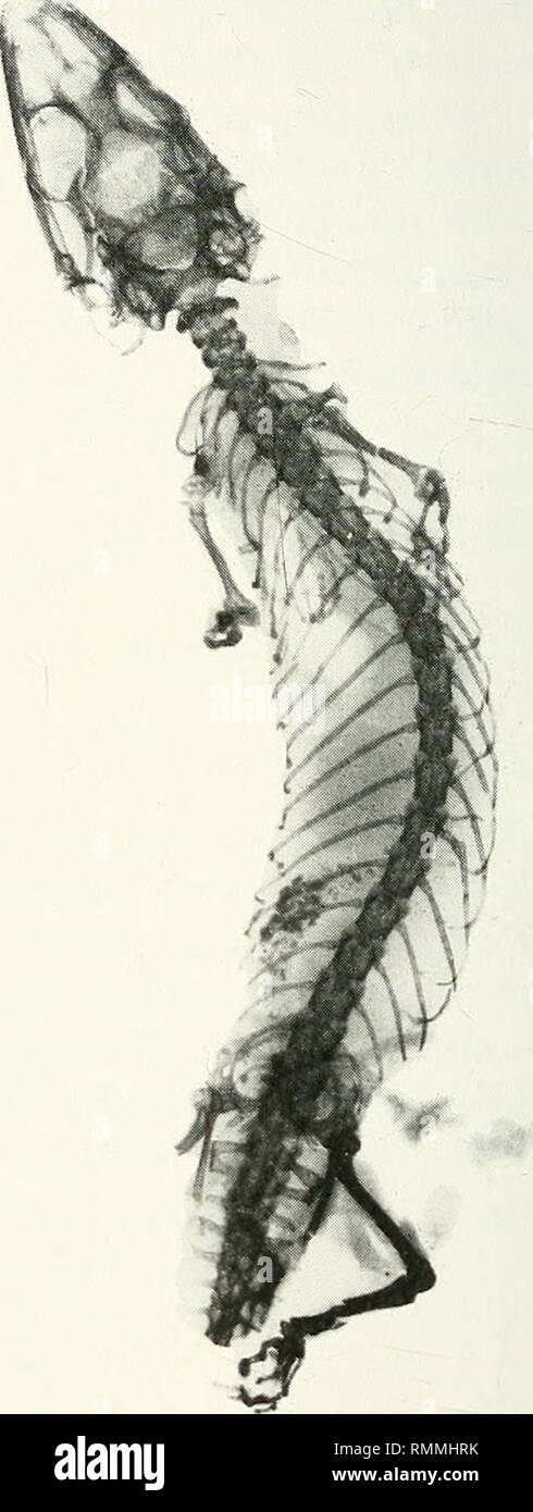 . Annalen der South African Museum = Annale van sterben Suid-Afrikaanse Museum. Natural History. Abb. 1. Röntgenaufnahmen (dorsale Ansichten) Der syntypes der Phyllodactylus Peringueyi. A Lectotype SAM-777. B. Paralectotype SAM -8628. Beachten Sie die verringerte Anzahl der presacral Wirbel. Der Pfeil in einem zeigt die Membrana Knochen in der männlichen. Das dunkle Bild der Hind limb ist das Ergebnis von - Exposition der X-ray positive Ausdrucken, um Details der Zahlen bringen. Die tatsächliche Größe der Probestücke: A. 23,5 mm SVL; B. 28,1 mm KRL.. Bitte beachten Sie, dass diese Bilder extrahiert werden aus der gescannten Seite Bilder, gewesen sein kann Stockfoto