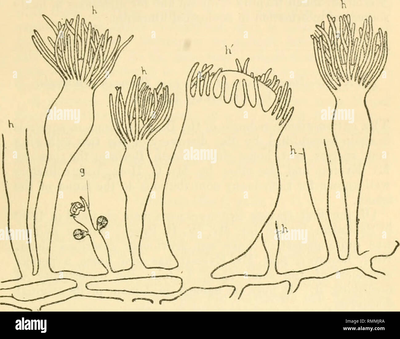 . Die Annalen und Magazin der Naturgeschichte, Zoologie, Botanik und Geologie. Natural History; Zoologie; Botanik; Geologie. Gymnollastic Ai^ Scorpcenoid thomedusoid und einem Fisch. 213 Der sterilen Polypen ist etwa 2 Millim. Die wuchernden Polypen sind sehr viel kleiner als die anderen, die auf einem Durchschnitt kaum ein Drittel ihrer Länge; sie unterscheiden sich aber nur wenige besitzen - höchstens sechs Fangarme, und jene kurze, schlanke, und zerbrechlich. In der Mitte ihres Körpers Sie sind. Ein kleiner Teil einer Kolonie von stylactis Gefördert von seinem Fisch Kommensalen, X42.h Freistehendes, gewöhnliche nutritive hydranths, Som Stockfoto