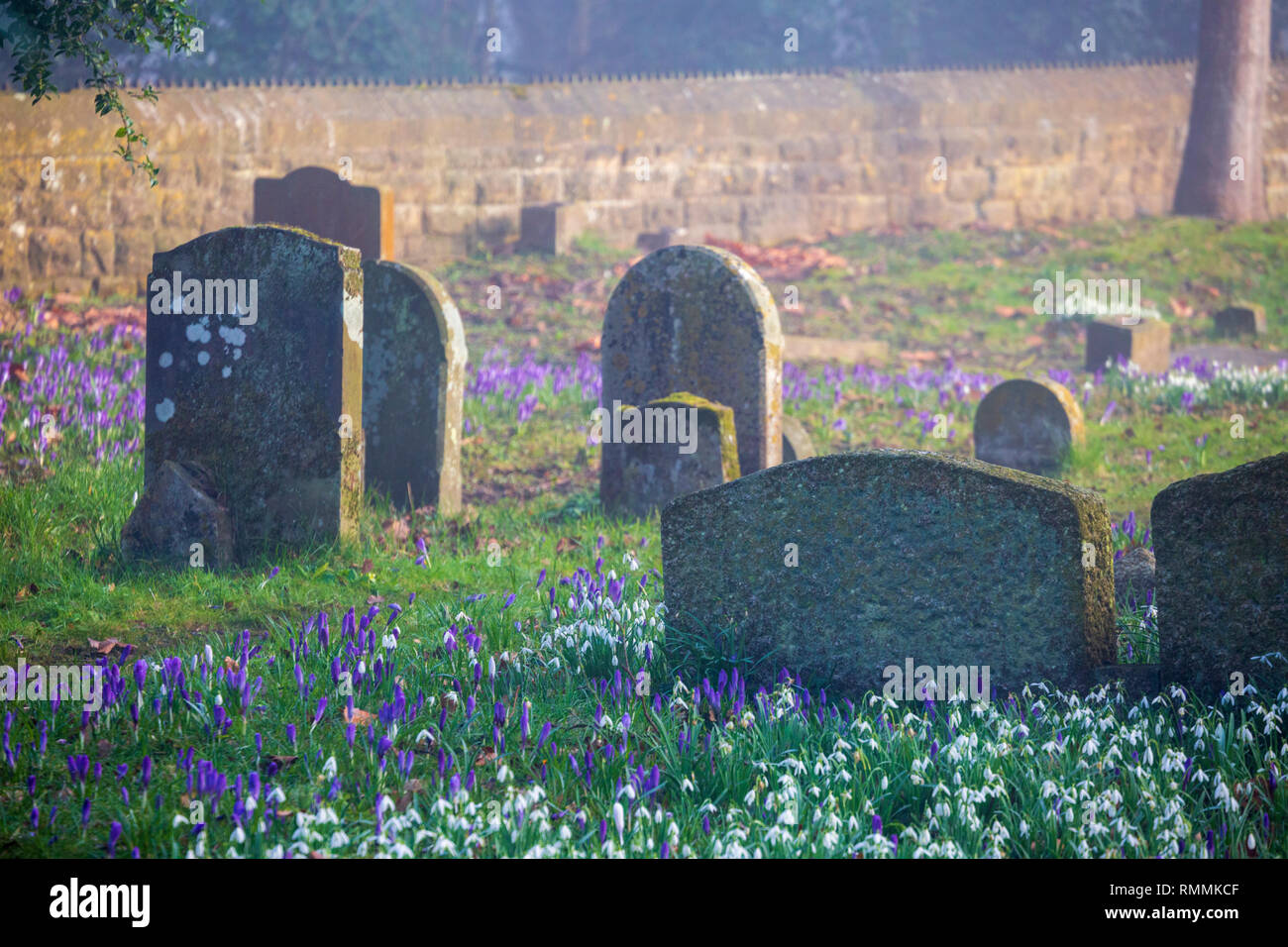 Winter Schneeglöckchen auf dem Friedhof in den frühen Morgennebel Stockfoto