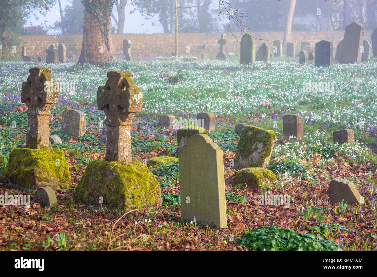 Winter Schneeglöckchen auf dem Friedhof in den frühen Morgennebel Stockfoto