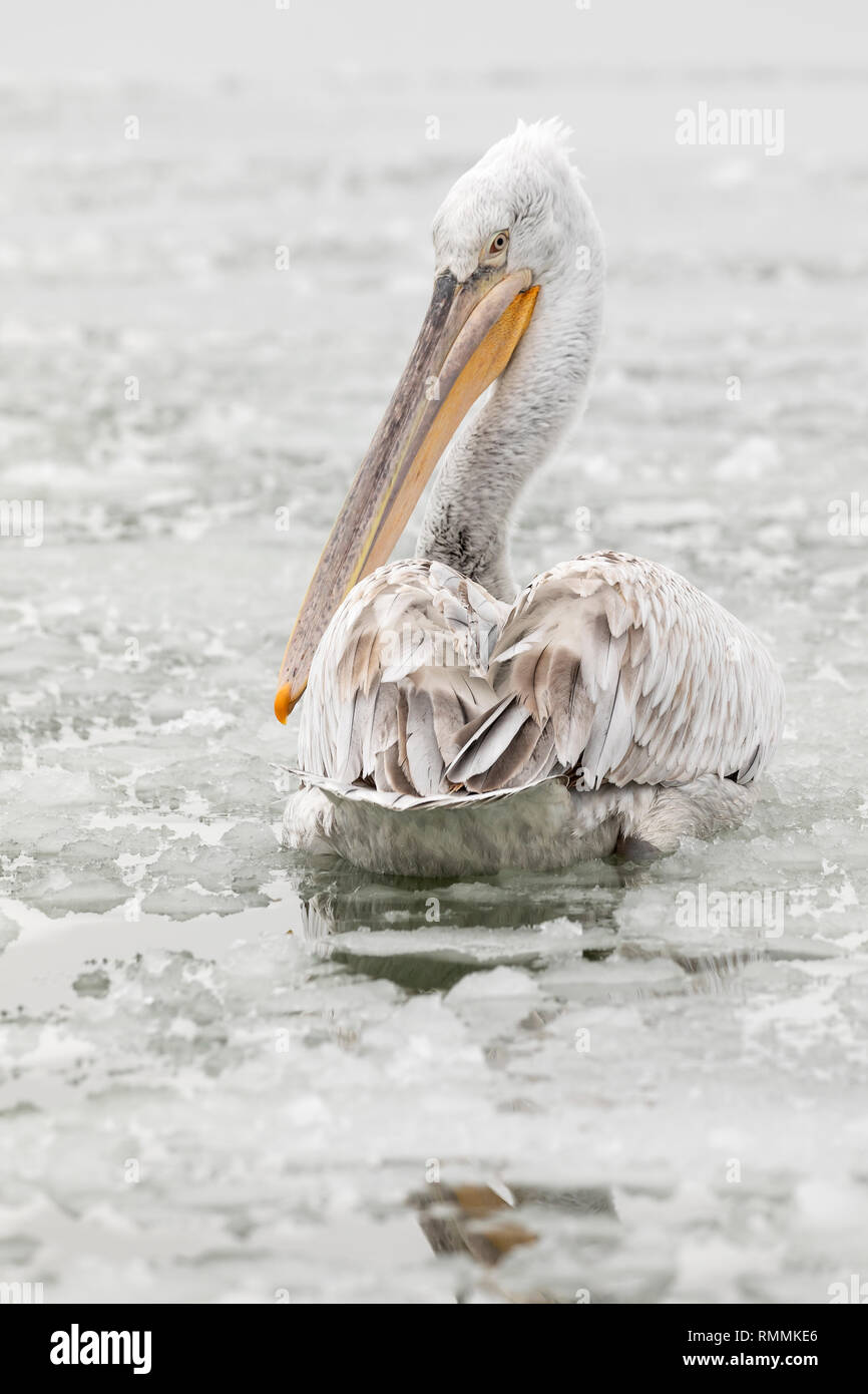 Krauskopfpelikan im Winter bei Kerkini (Pelecanus crispus) Stockfoto