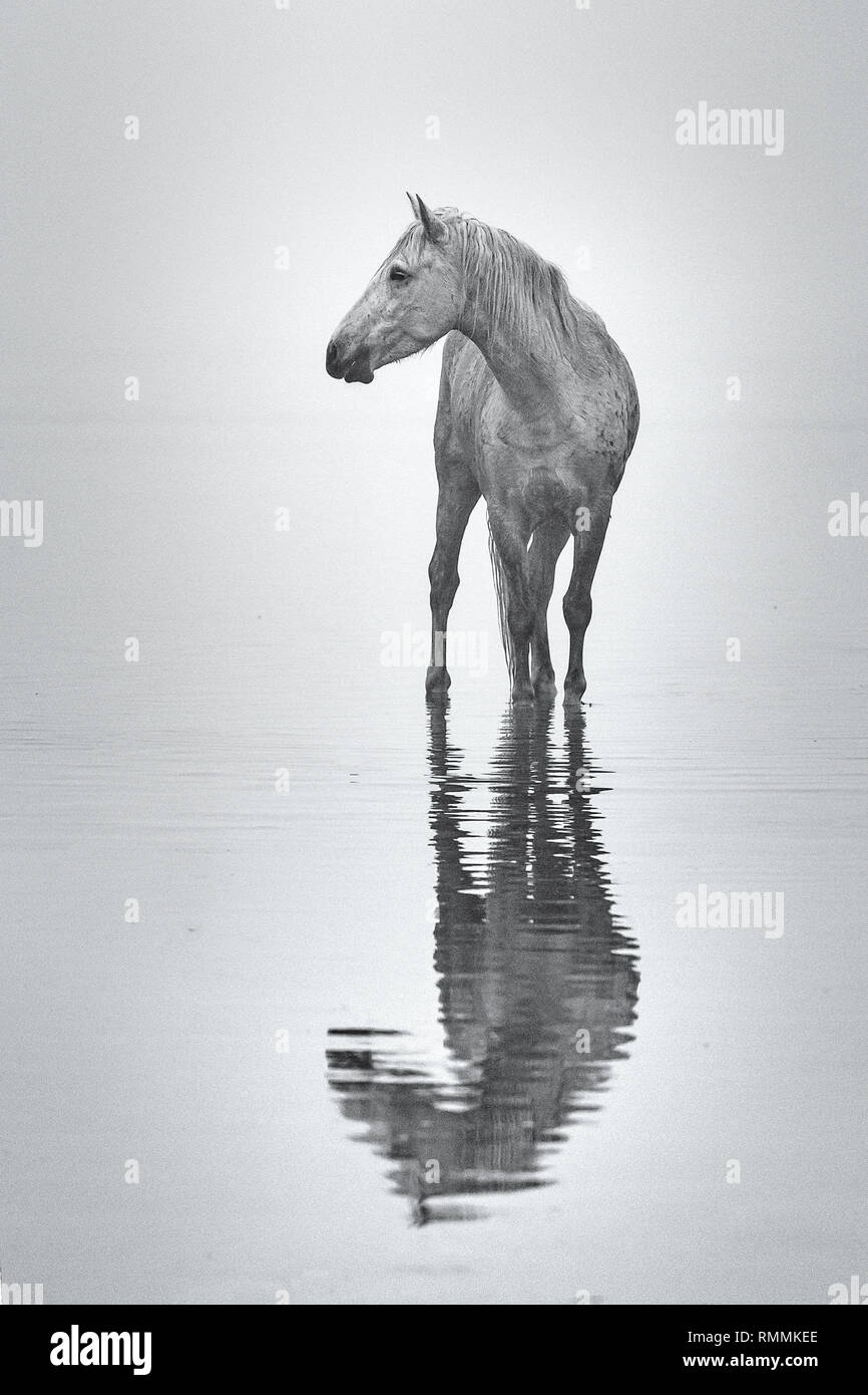 Camargue Weiße Pferde Stockfoto