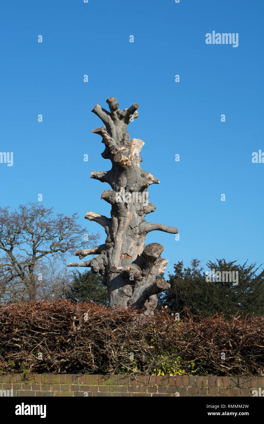 Der Stumpf des 200 Jahre alten Kupfer Birke auf dem Gelände des asgill Haus, Richmond, Surrey, England, ehemals eine der großen Bäume von London Stockfoto