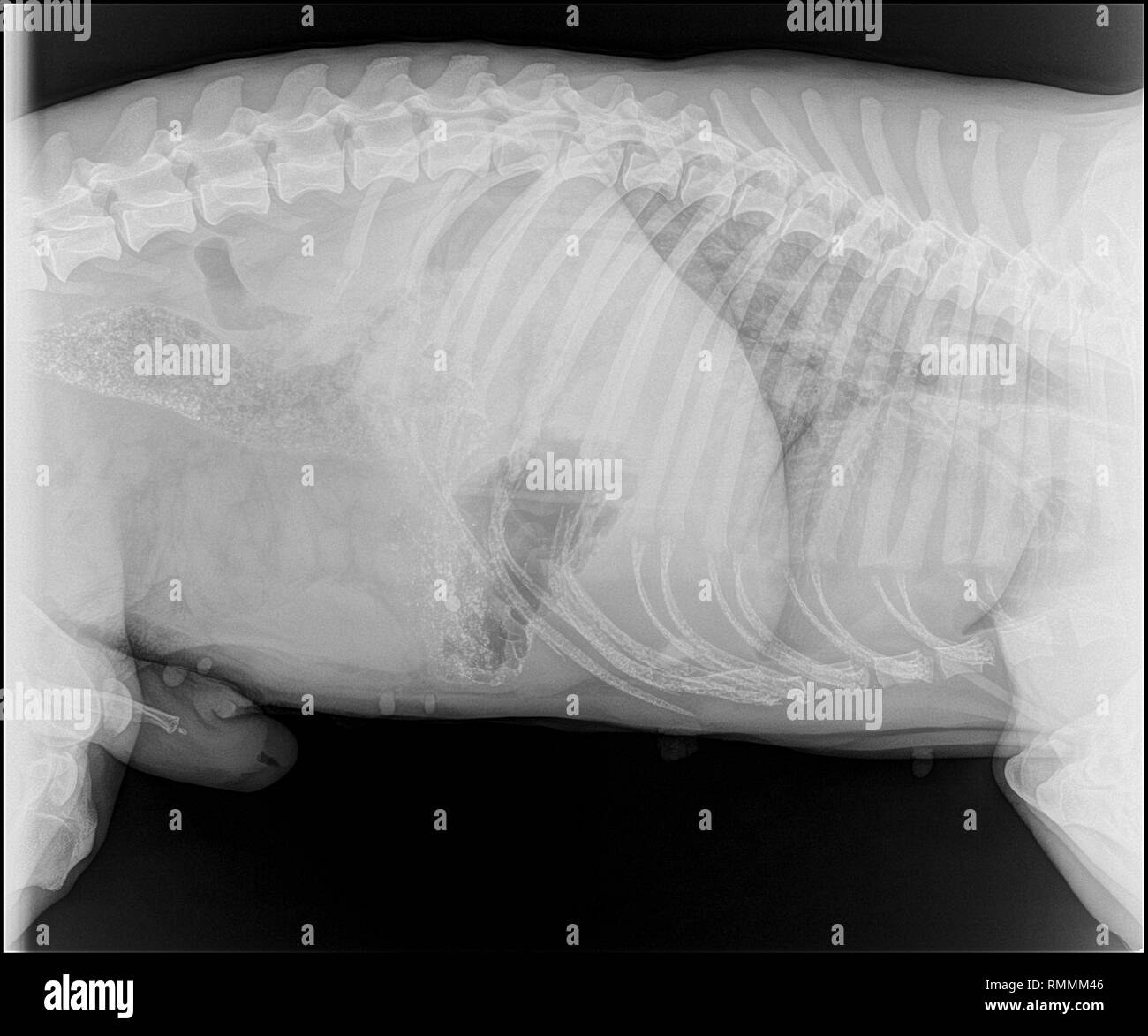 X-ray Image eines Hundes mit Pneumonie Stockfoto