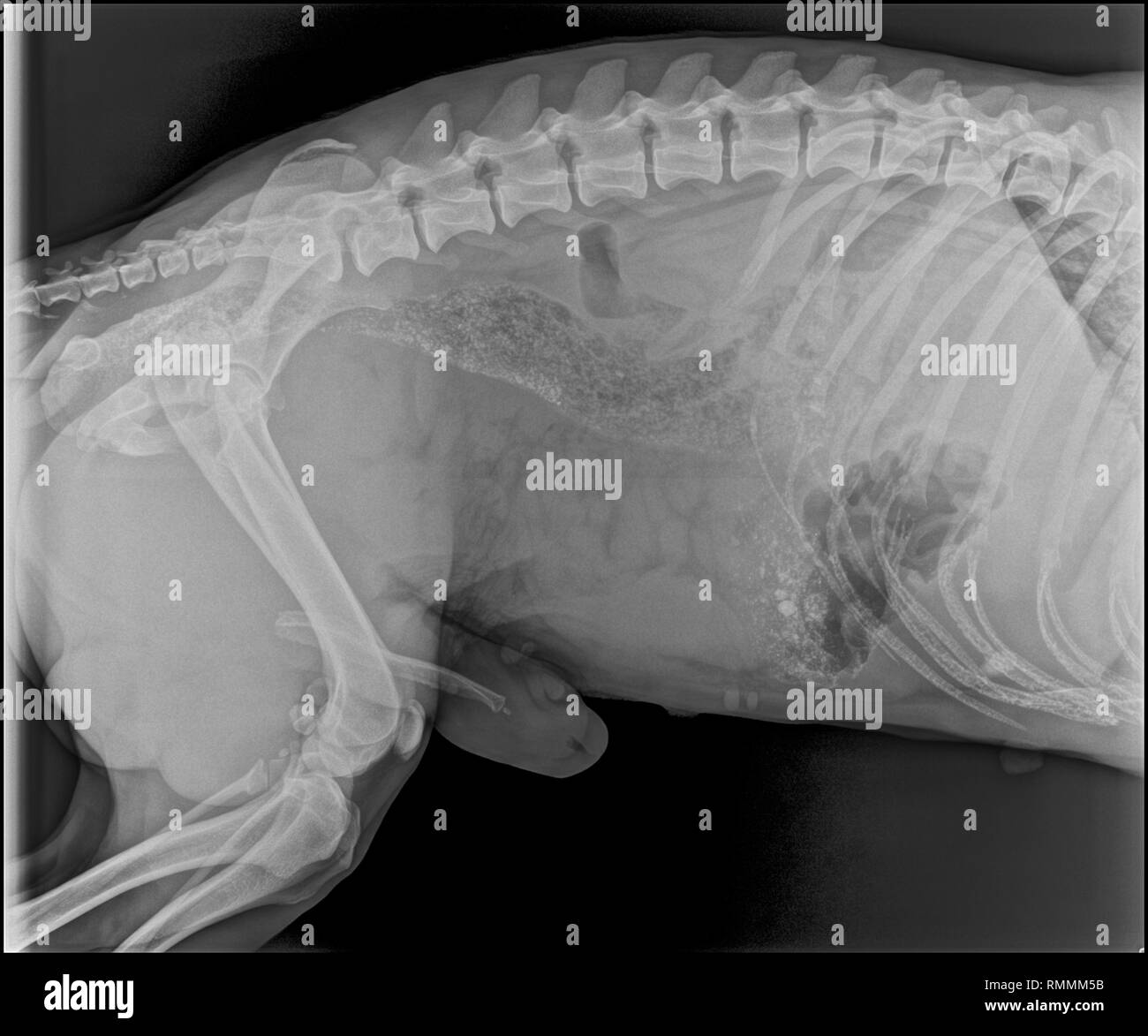 X-ray Image eines Hundes mit Pneumonie Stockfoto