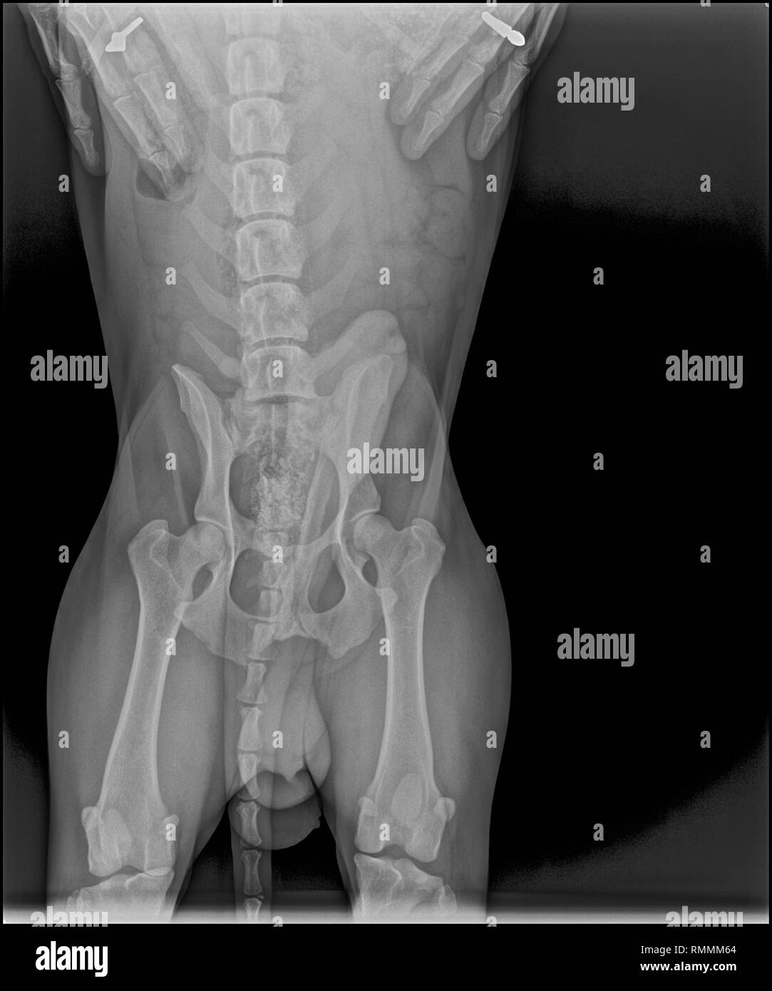 Röntgenbild der Hüfte eines Hundes Stockfoto