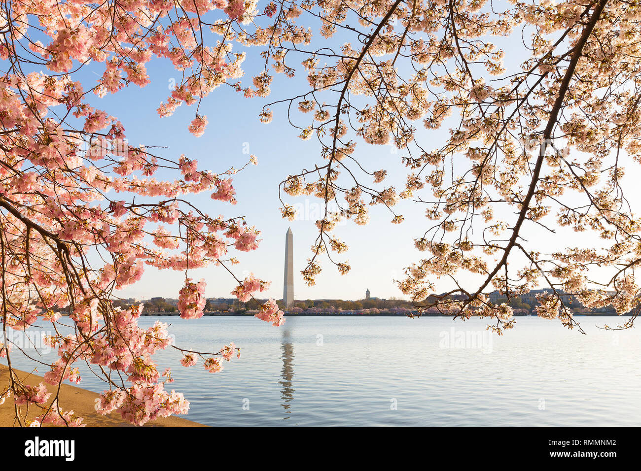 Blühende Kirschbäume um Tidal Basin in Washington DC im Frühjahr während des National Cherry Blossom Festival. Washington DC hat die große Menge Stockfoto