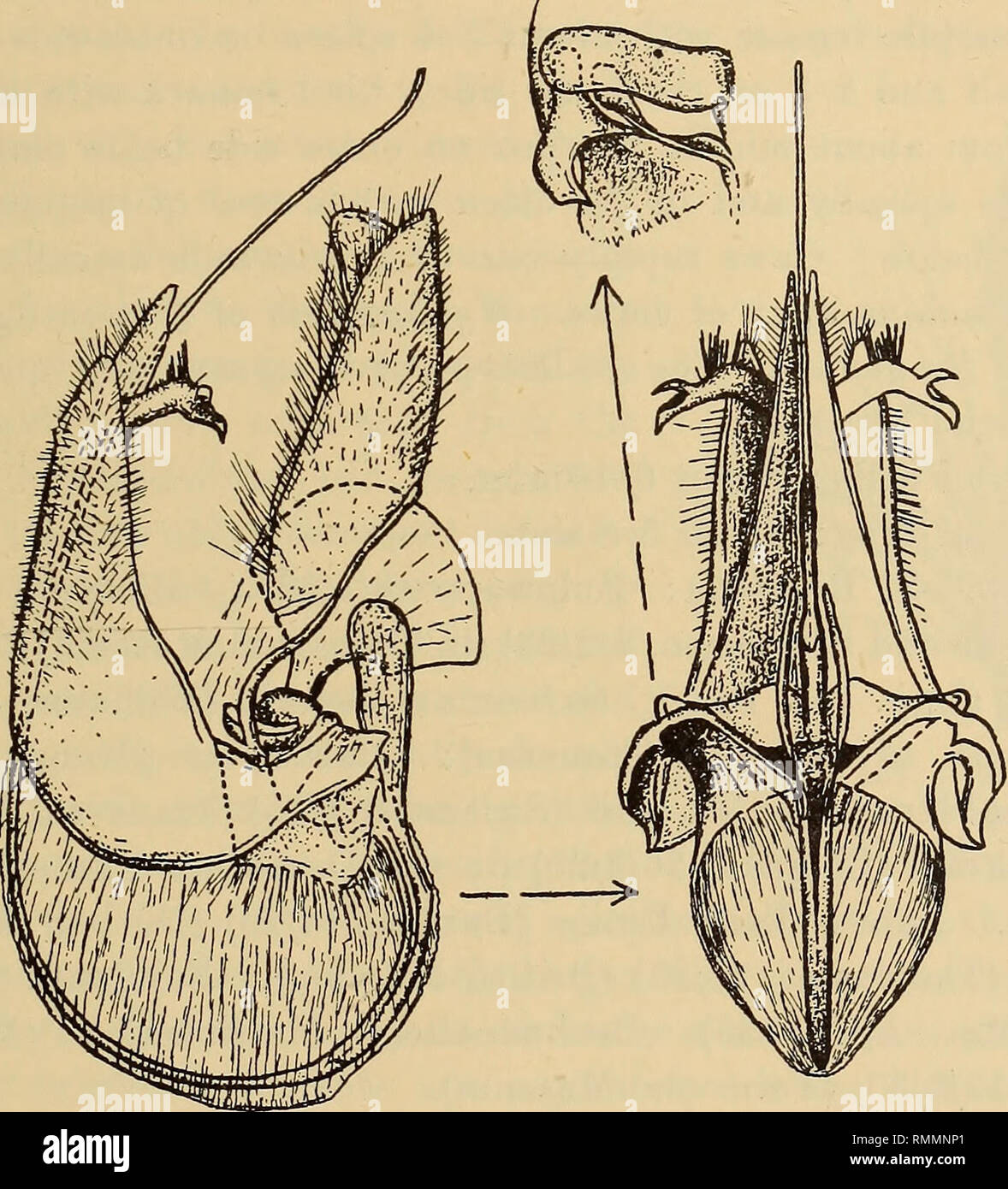 . Annalen der South African Museum = Annale van sterben Suid-Afrikaanse Museum. Natural History. Eine Revision der Bombyliidae (Diptera) des Südlichen Afrika. 673 Vor allem in $ 3 und vor allem auf den Seiten der tergite 2 und 4, die auf venter als weiße Flecken auf Seiten aber spärlicher und mehr Stroh - farbige entlang der Mittellinie mit der dichten Skalierung auf femora silbrig weißlich, immer dunkel braun schwarz zu schwarz apically, die auf tibiae gräulich, aber dunkel in bestimmten leuchten und auf tarsi komplett schwarz oder dunkel; Flügel ganz glasige Glasigkeit, irisierende bis grau, die rippenbögen Zelle und Base etwas mehr Su Stockfoto