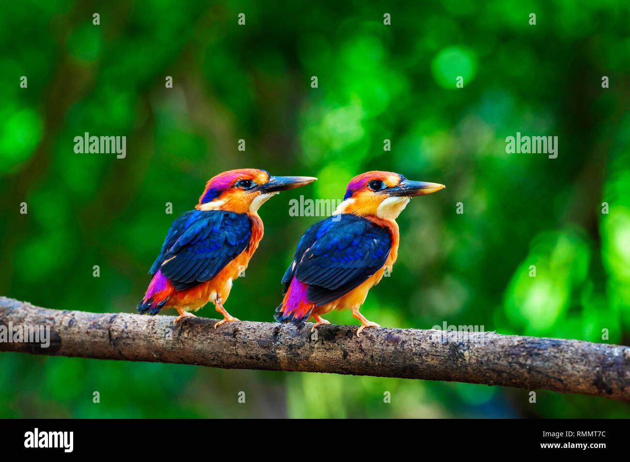 Zwei junge Orientalische dwarf Kingfisher, Chiplun, Maharashtra, Indien Stockfoto