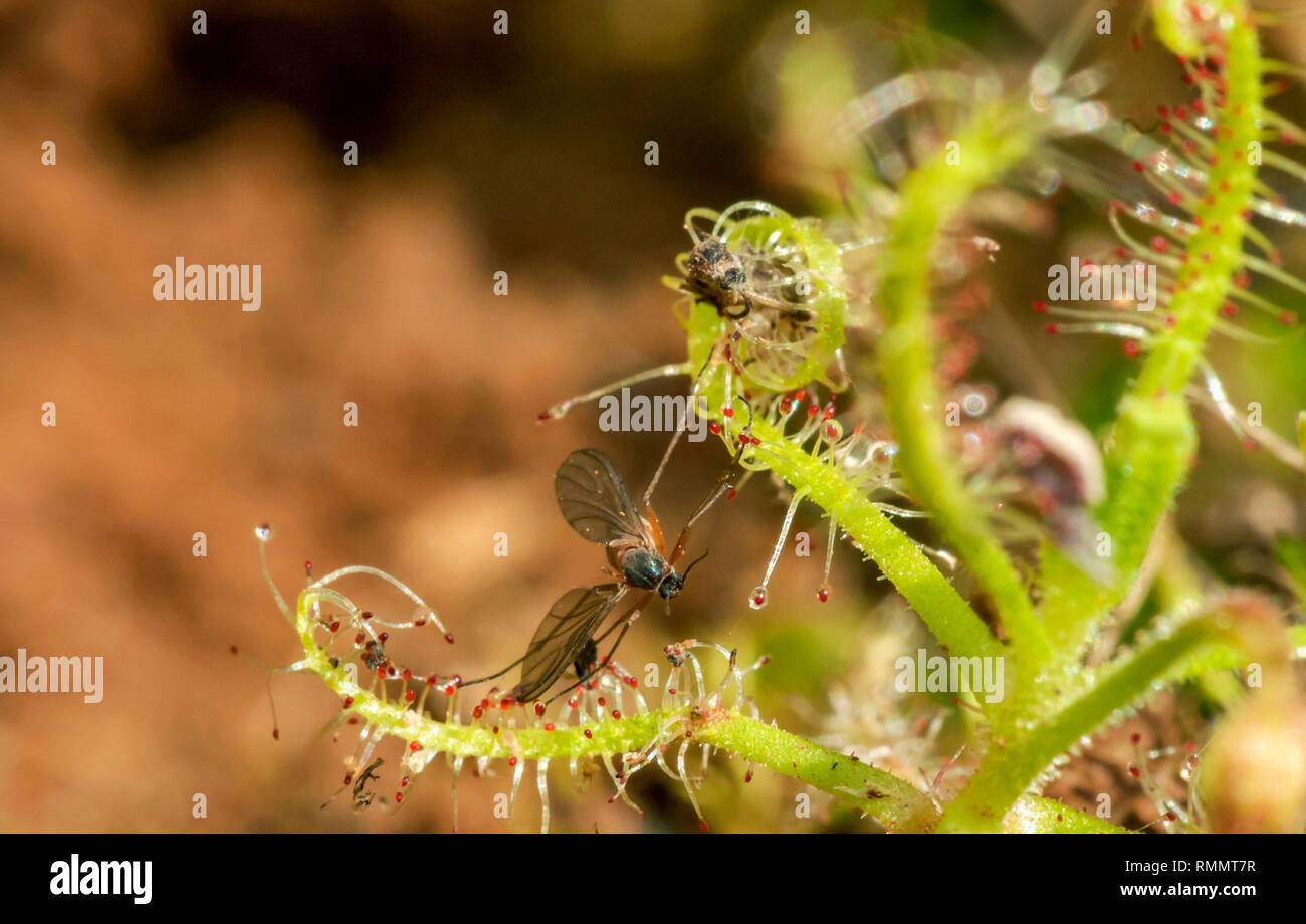Drossera Indica mit Töten, Fliegenfänger ist ein Insectivorous plant, Kas Plateau, Satara, Maharashtra, Indien Stockfoto
